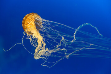Orange jellyfish in blue seawater, blue background