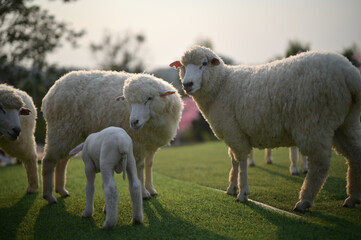 A pair of sheep affectionately nuzzle each other, showing a tender moment of love and connection.