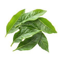 Obraz premium Curry Leaves isolated on transparent background, png