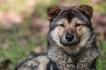 Portrait of a brown and black stray dog, close-up of the dog looking at the camera

