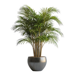 Obraz premium Golden Cane Palm isolated on transparent background, png