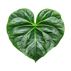 Obraz premium Heartleaf Philodendron isolated on transparent background, png