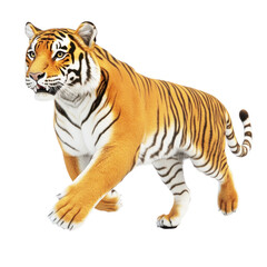 Obraz premium Tiger isolated on white or transparent background