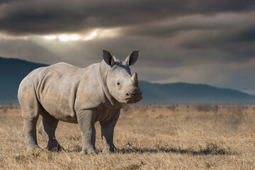 African rhinoceros in the dry grass during sunset in the savannah with storm sky and dark clouds