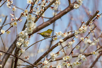 メジロと梅の花