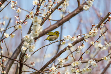 メジロと梅の花