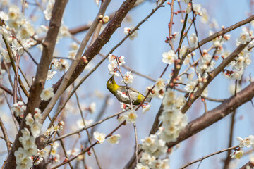 メジロと梅の花
