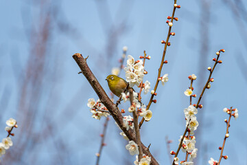 メジロと梅の花