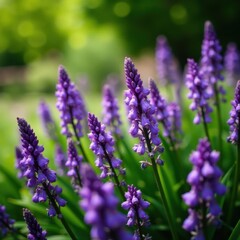 Obraz premium Close-up of purple flowers in lush greenery, Washington Square Park , garden, vibrant