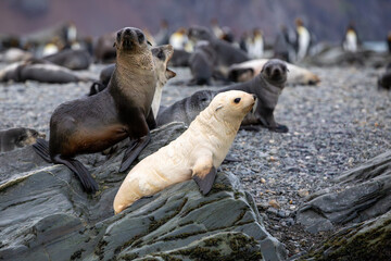 Fototapeta premium An Albino Fur Seal (Arctocephalus gazella), Fortuna Bay, Antarctic. 