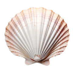 Marine Seashell with Delicate Ridges isolated on transparent background