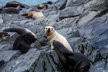 An Albino Fur Seal (Arctocephalus gazella), Fortuna Bay, Antarctic.	