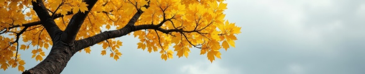 Fototapeta premium A weathered tree, vibrant yellow leaves against a muted gray sky , landscape, woodland, silhouette