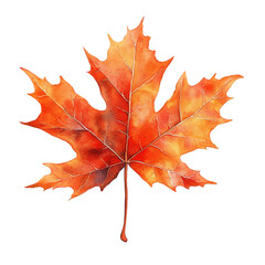 Obraz premium Single vibrant red and orange autumn maple leaf isolated on black background.