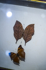 Close-up of exquisite and beautiful butterfly specimen