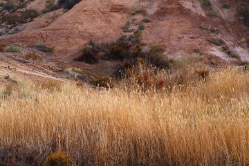Tall Fox Tail grass in the Nevada desert