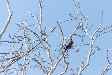Crows perched on a birch tree with green leaves.