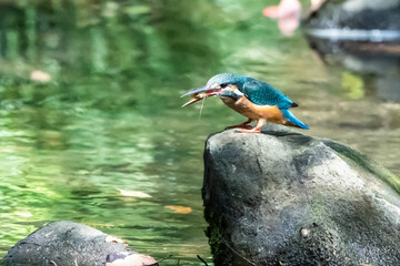 街中の水路でエサを飲み込もうとするカワセミ