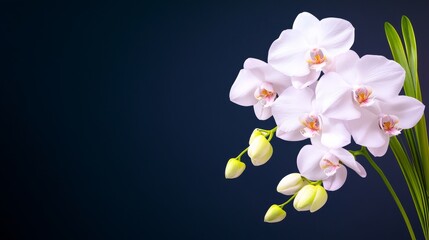 Fototapeta premium Elegant White Orchids on Dark Background - Stunning close-up of delicate white orchids against a deep blue backdrop. Perfect for elegant designs