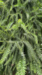 Araucaria araucana (Monkey Puzzle Tree) in conservatory