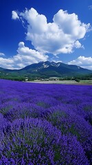 Lavender field mountain sky