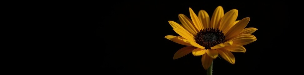 Single sunflower, striking yellow against black, intense color , yellow, sun