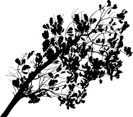 Vector illustration of natural oak tree branch with leaves