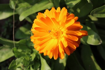Ruddles, Calendula or Mary's gold beautiful yellow flowers