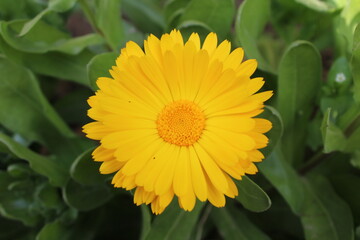 Ruddles, Calendula or Mary's gold beautiful yellow flowers