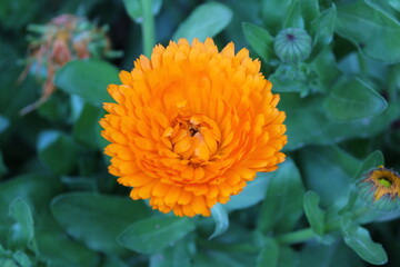 Ruddles, Calendula or Mary's gold beautiful yellow flowers