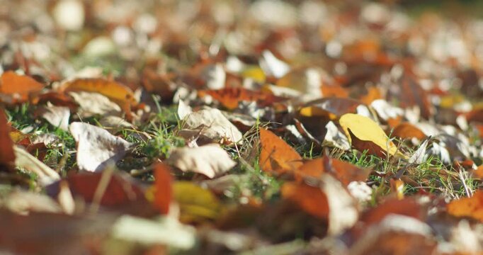 Scenery of the park in late autumn