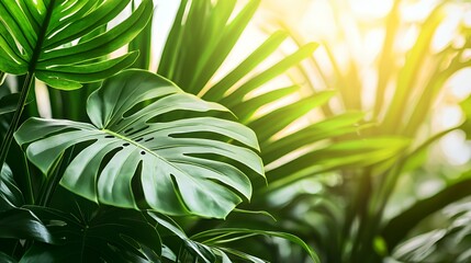 Lush Green Tropical Leaves in Sunlight