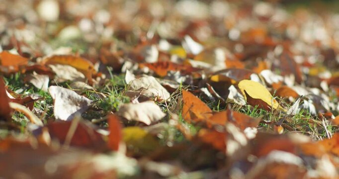 Scenery of the park in late autumn