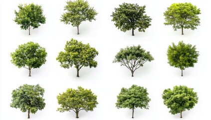 A top-down illustration showcasing a variety of tree and shrub designs. Numerous foliage types for environmentally friendly outdoor areas. Detailed entourage designs for landscaping projects