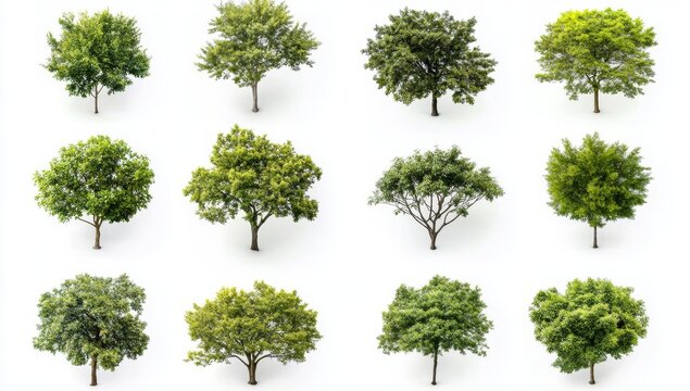 A top-down illustration showcasing a variety of tree and shrub designs. Numerous foliage types for environmentally friendly outdoor areas. Detailed entourage designs for landscaping projects