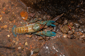 Australische Flusskrebs Cherax quadricarinatus 