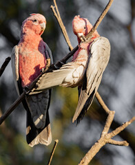 A Pink and Grey Galah (eolophus roseicapilla) frolicking while its companion looks on.