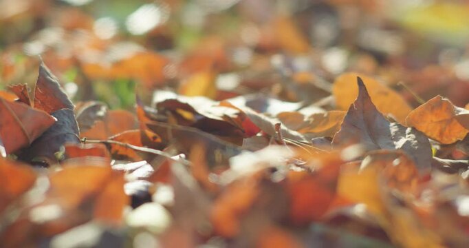 Scenery of the park in late autumn