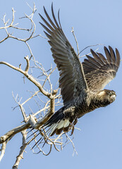 A female Carnaby's black cockatoo (zanda latirostris) taking flight from the top of a bare branch.