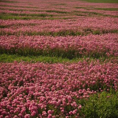 field of pink tulips