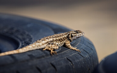 Close Up of Fence Lizard on a Tire