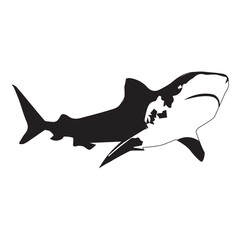 Vector illustration of shark,types of carnivorous animals,on white background