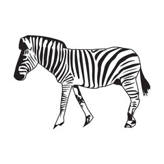 Vector illustration of zebra, a type of grass-eating animal, on a white background