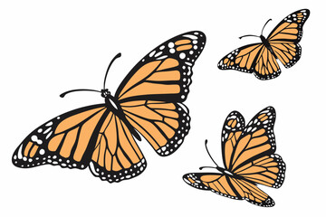 Fototapeta premium Monarch butterflies set. Vector illustration isolated on white background