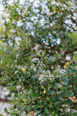Black olives grow on green tree branches in the garden