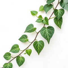 Naklejka premium Heart-Shaped Leaves Vine on White Minimalist Photography Composition, Green Foliage, Nature Concept plant photography, greenery