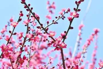 梅の花