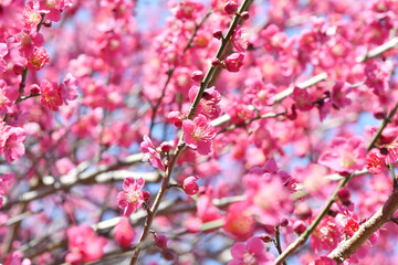 梅の花　ピンク色
