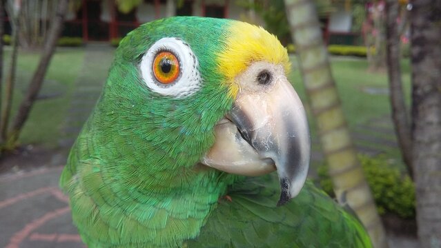 La amazona de Panam&aacute;, tambi&eacute;n conocida como loro paname&ntilde;o, amazona de cabeza amarilla de Panam&aacute;, es una subespecie de la amazona de corona amarilla y es end&eacute;mica de Panam&aacute; y el noroeste de Colombia