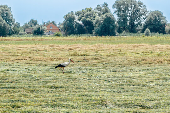 Storks walk across a freshly cut hayfield with hay bales and a distant cityscape under a clear sky.